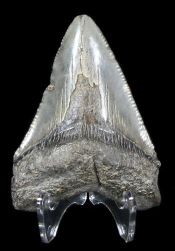Juvenile Megalodon Tooth - South Carolina #37639